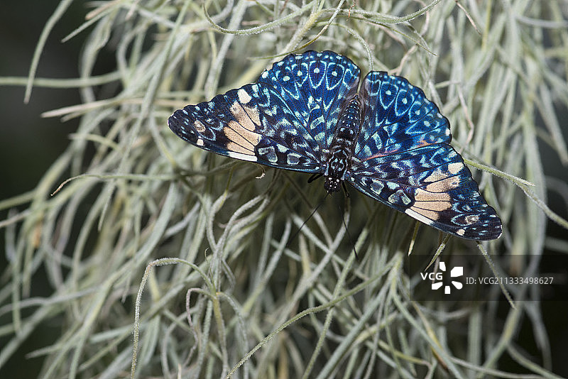 原产于哥斯达黎加的红蜂蝶图片素材