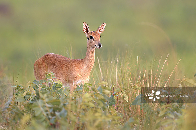 小羚羊，默奇森瀑布国家公园，乌干达图片素材