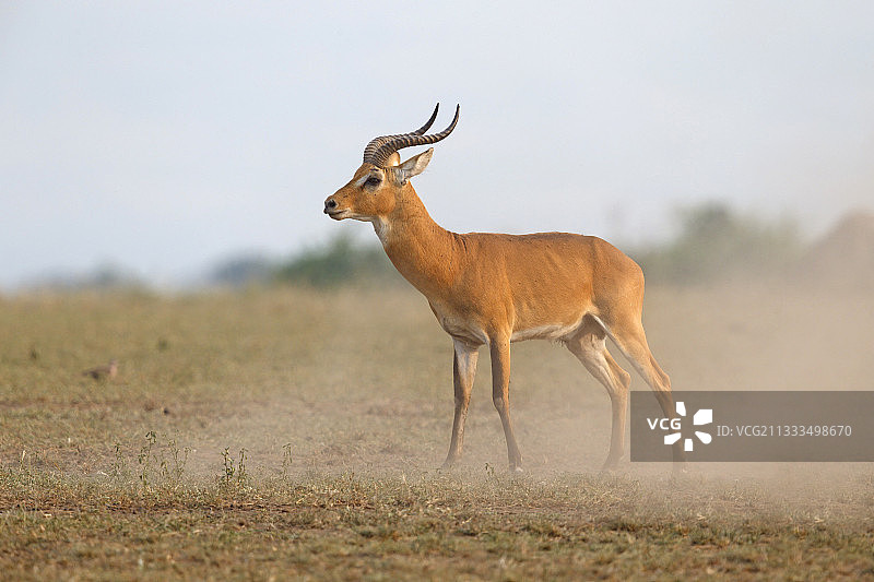 乌干达 Kob 羚羊，伊丽莎白女王国家公园，乌干达图片素材