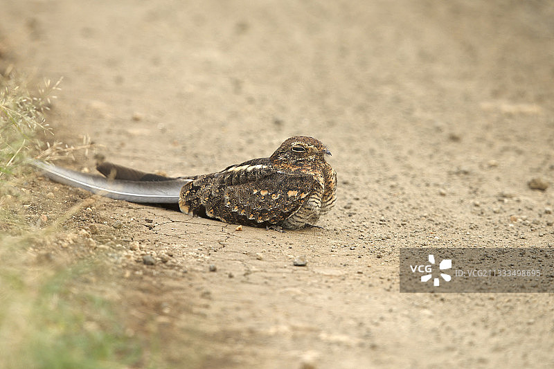 乌干达伊丽莎白女王国家公园地面上的旗翼夜鹰图片素材