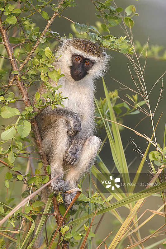 绒猴（Chlorocebus aethiops）在树枝上，伊沙沙，乌干达图片素材