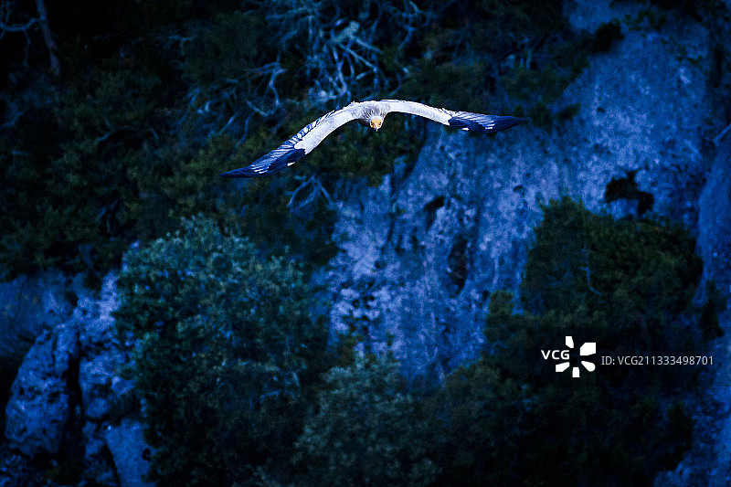 兀鹫在法国普罗旺斯沃克吕兹山飞行图片素材