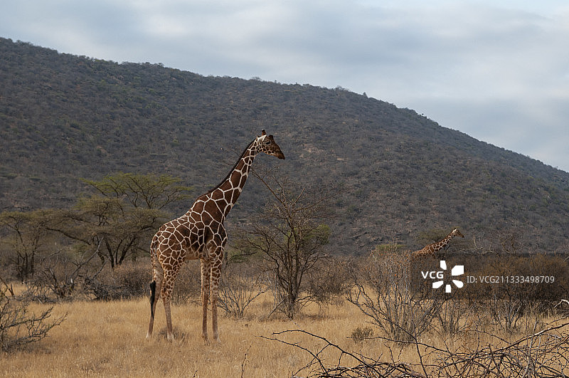 网纹长颈鹿，肯尼亚桑布鲁卡拉马保护区图片素材