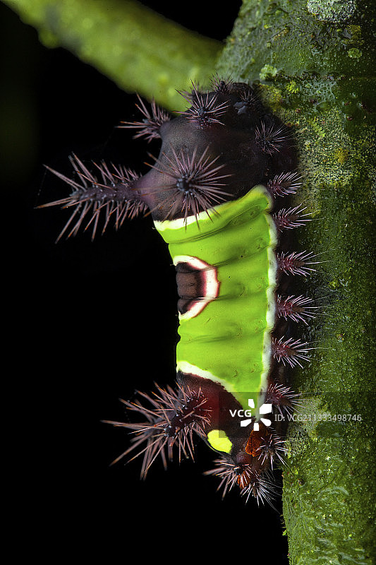 法兰绒飞蛾毛虫，巴拿马图片素材