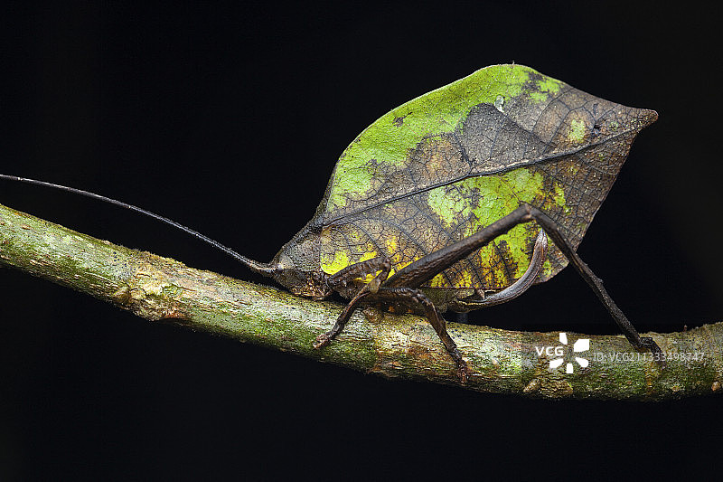 叶螽（Mimetica sp）雌性，安东山谷，巴拿马图片素材