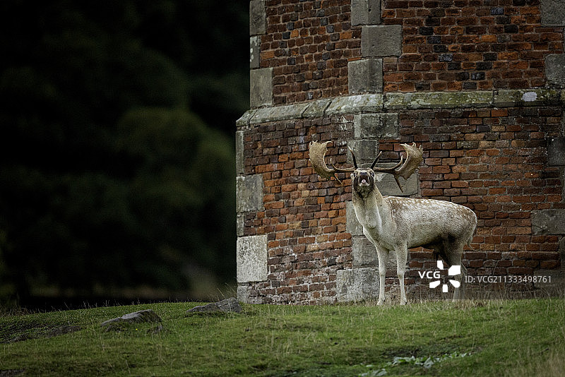 英国布拉德盖特庄园的黇鹿(Dama dama)图片素材