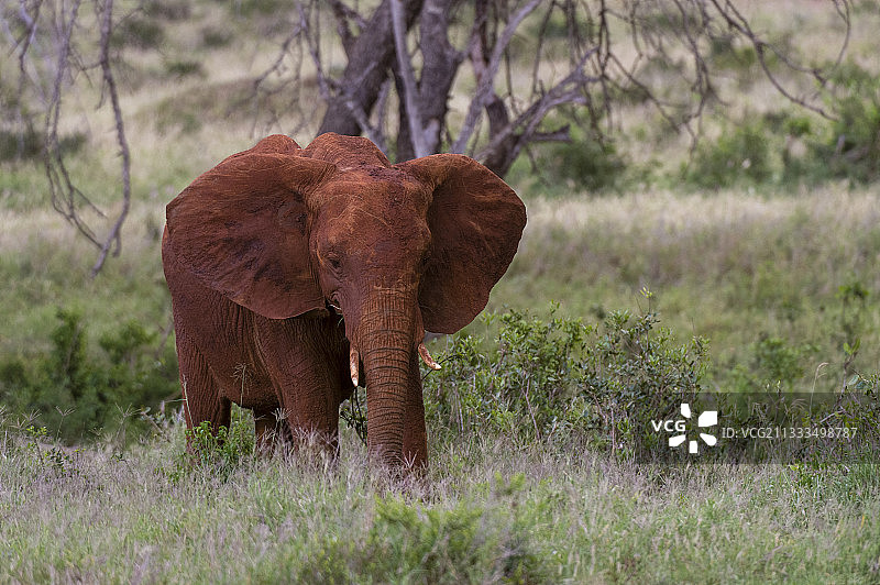 一只年轻的非洲象在肯尼亚的察沃进食图片素材