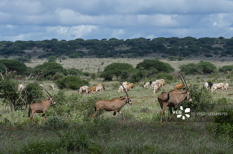 东非剑羚，在肯尼亚茨沃西国家公园非法放牧的牛群旁图片素材