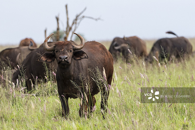 非洲水牛，肯尼亚察沃图片素材