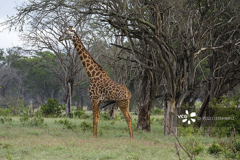 肯尼亚察沃的长颈鹿肖像图片素材