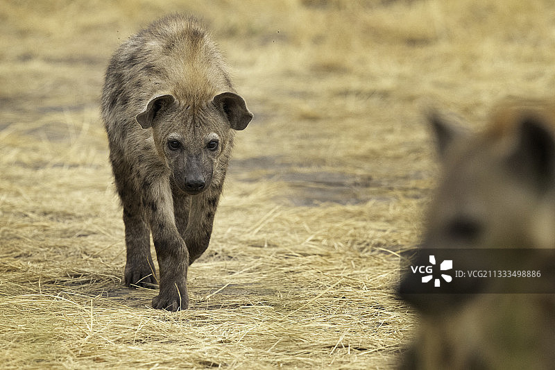 乌干达境内一只斑鬣狗的嬉戏图片素材