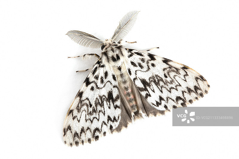白色背景上的雄性黑弧（毒蛾），法国洛特省Bagnac-sur-Cele图片素材