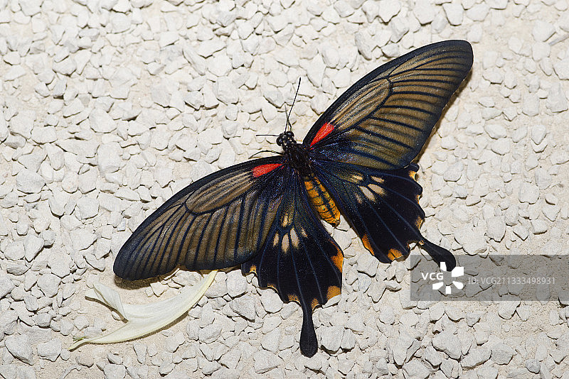马来西亚大木兰（Papilio memnon）雌性图片素材