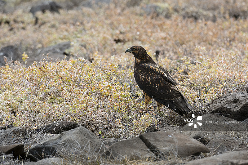 加拉帕戈斯鹰，厄瓜多尔加拉帕戈斯群岛图片素材