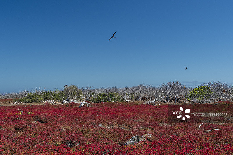 厄瓜多尔加拉帕戈斯群岛北部，旱地冰菜图片素材