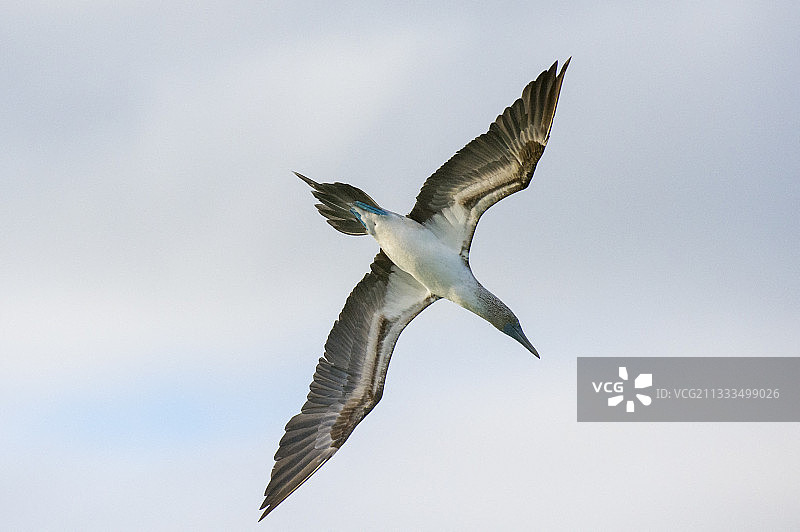 蓝脚鲣鸟，巴查斯海滩，北西摩岛，加拉帕戈斯群岛，厄瓜多尔图片素材