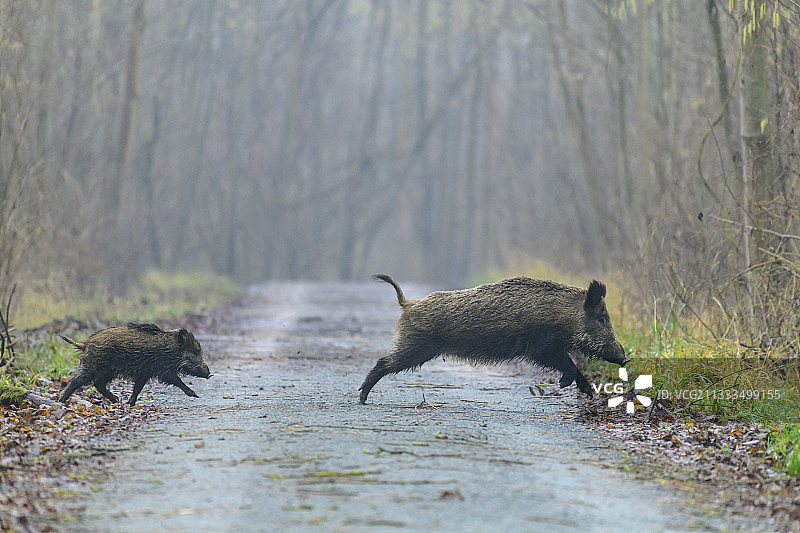 野猪带幼崽穿过小路，德国，欧洲图片素材