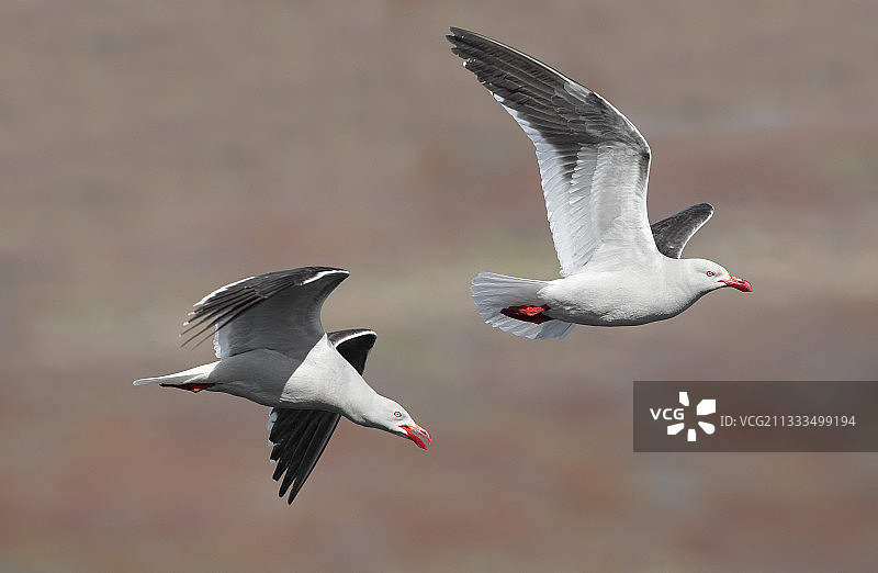 海豚鸥（Leucophaeus scoresbii），福克兰群岛桑德斯，2018年1月图片素材