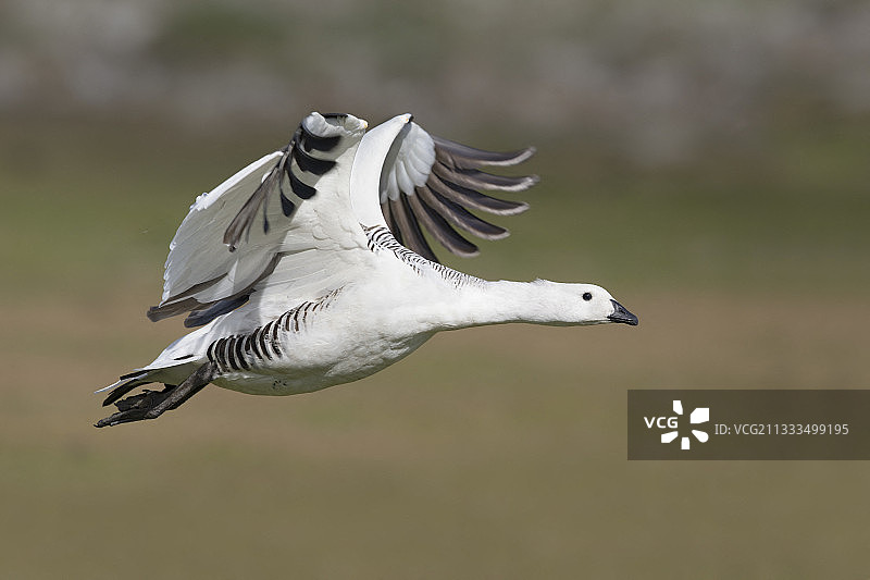 麦哲伦鹅飞翔，桑德斯岛图片素材