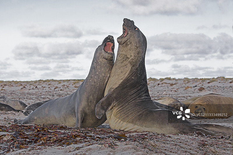 南象海豹，海狮岛，福克兰群岛，2018年1月图片素材