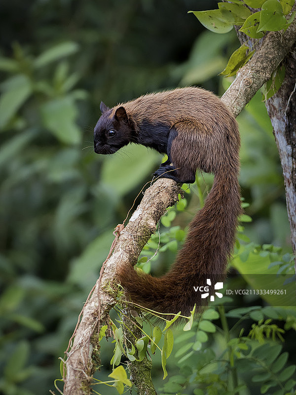 杂色松鼠图片素材