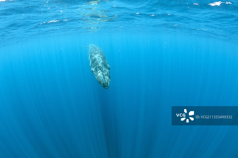 斯里兰卡亭可马里布氏鲸图片素材