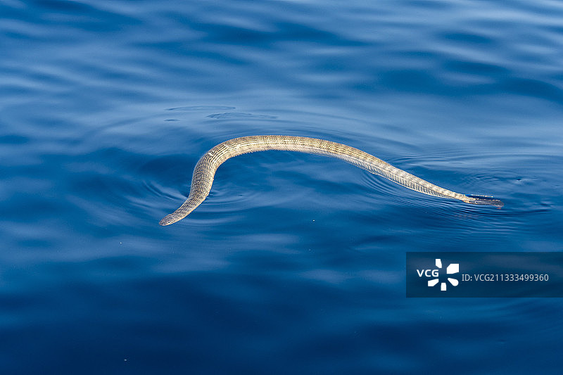 海蛇在水面呼吸，斯里兰卡东部省份亭可马里，孟加拉湾，印度洋图片素材