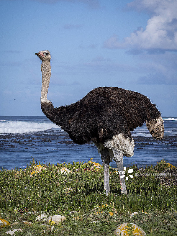 海边的鸵鸟，南非开普角图片素材