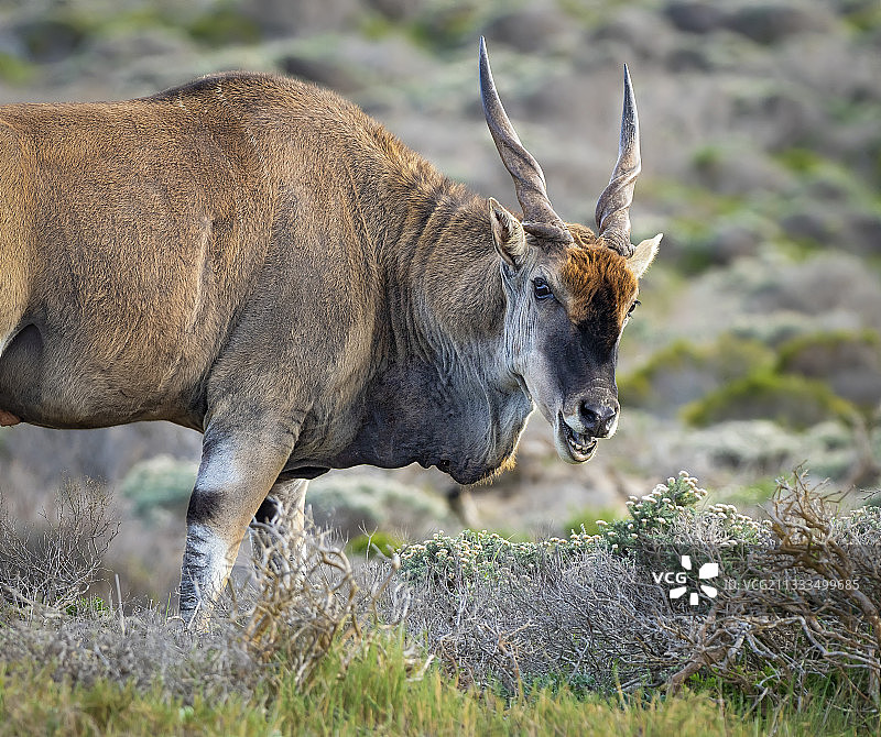 非洲大羚羊，公牛在灌木丛栖息地，南非开普角图片素材