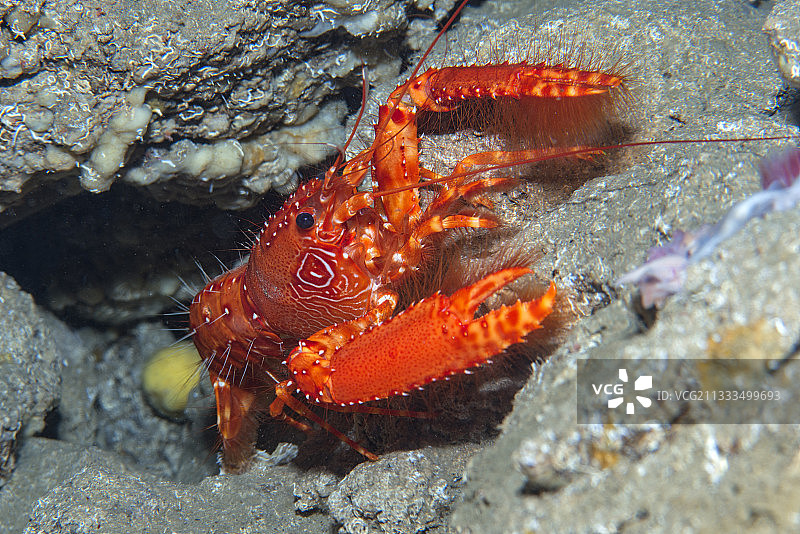 红色大西洋礁龙虾图片素材