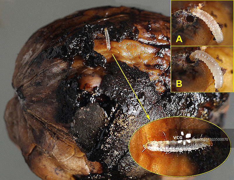 去除外壳后，毛虫逃离光线图片素材
