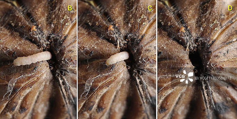 小印度螟毛虫 проникновения 进入关节的动态过程图片素材