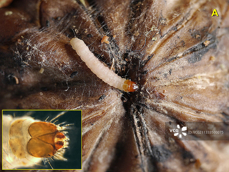 印度谷螟幼虫图片素材