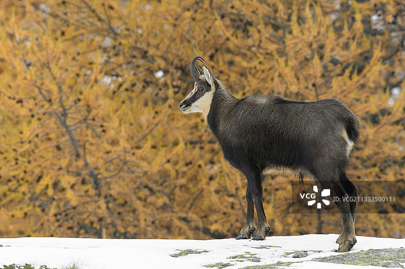 冬季羚羊，意大利阿尔卑斯山大帕拉迪索国家公园图片素材