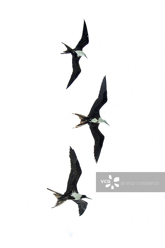 军舰鸟飞行，位于洪都拉斯湾伯利兹的卡约利蒙图片素材