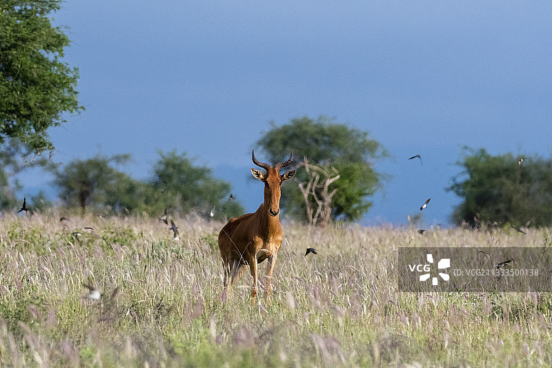 三只柯氏狷羚在肯尼亚察沃的Lualenyi紫色高草地上观看家燕图片素材