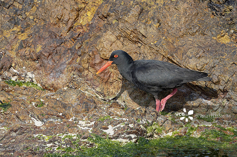 非洲黑蛎鹬，南非贝蒂湾，2018年12月图片素材