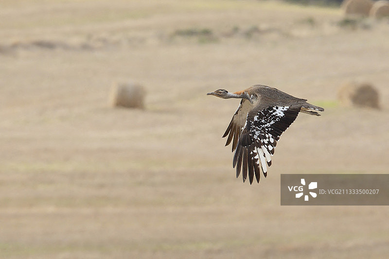 路德维希氏鸨，南非奥弗贝格，2018年12月图片素材