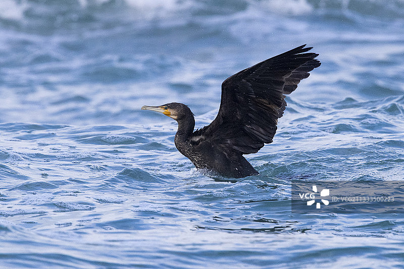 从海面起飞的幼年鸬鹚，意大利坎帕尼亚图片素材