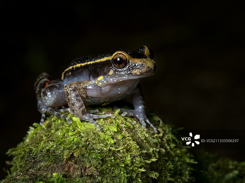 厄瓜多尔亚苏尼国家公园的金条纹蛙图片素材
