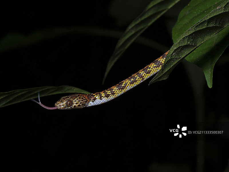 亚马逊亚苏尼国家公园的赭颈蛇图片素材