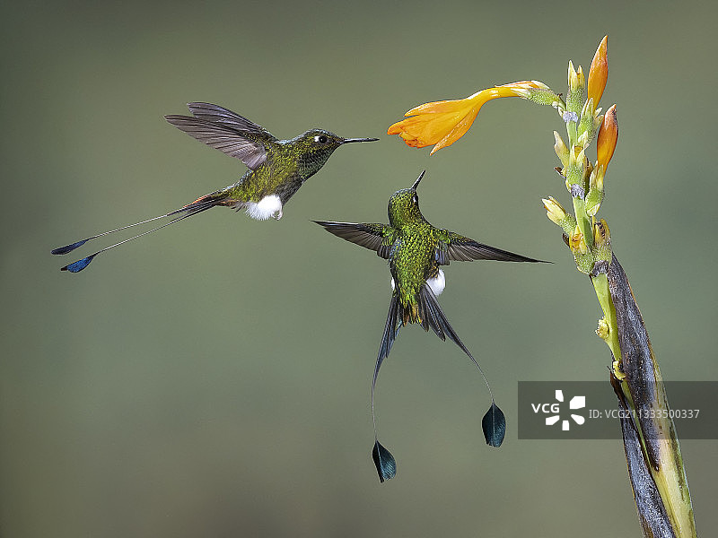 扇尾蜂鸟（Ocreatus underwoodii），两只鸟在花上觅食，坦达拉帕，厄瓜多尔图片素材