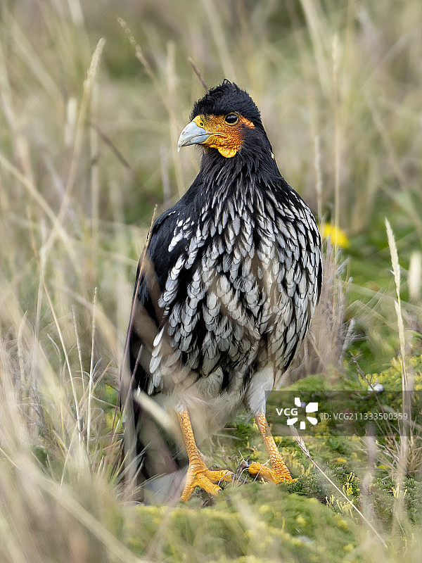 厄瓜多尔花冠卡拉鹰图片素材