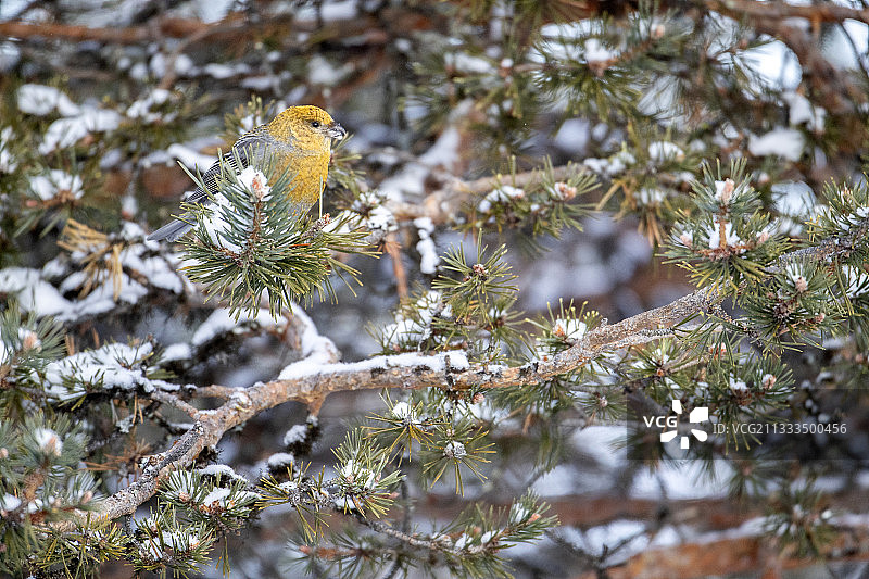 在树枝上的雌性松雀，卡马宁，芬兰图片素材