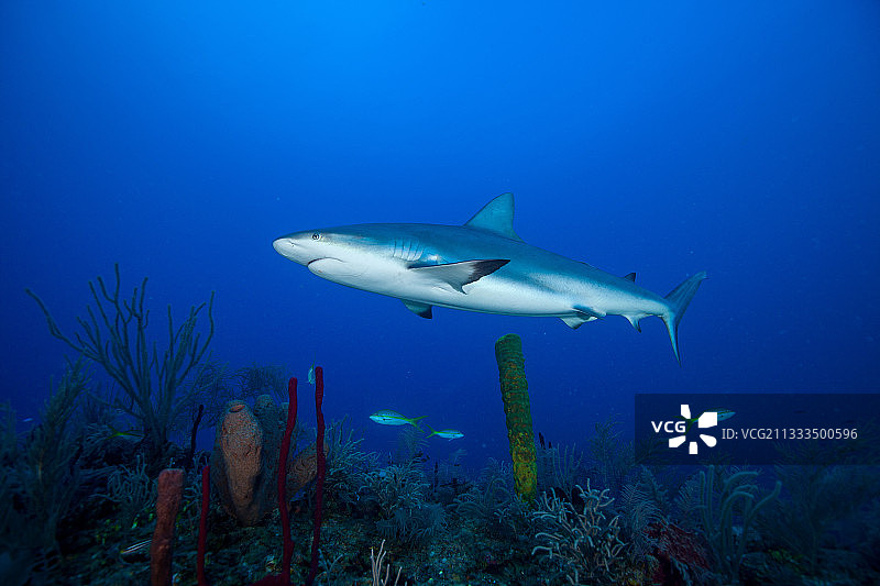 古巴女王花园国家公园的灰礁鲨图片素材
