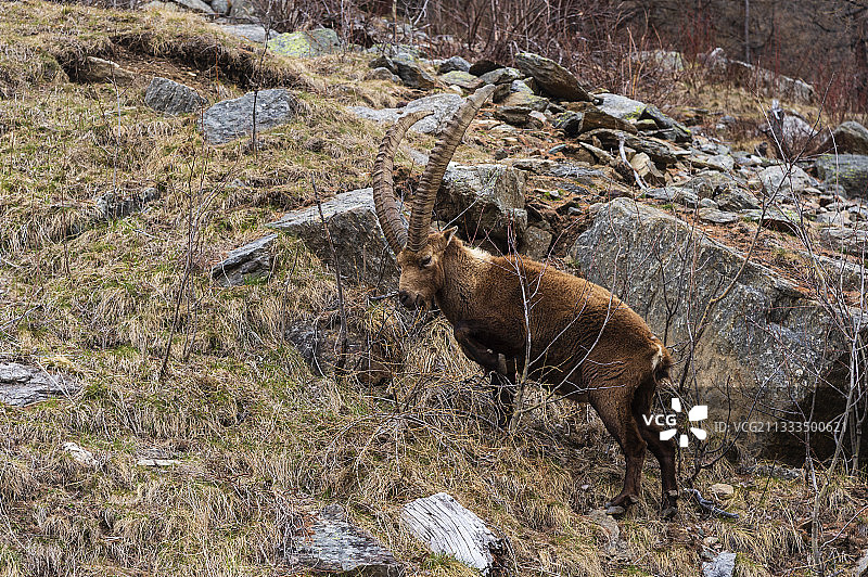 意大利奥斯塔山谷格兰帕拉迪索国家公园的阿尔卑斯野山羊图片素材