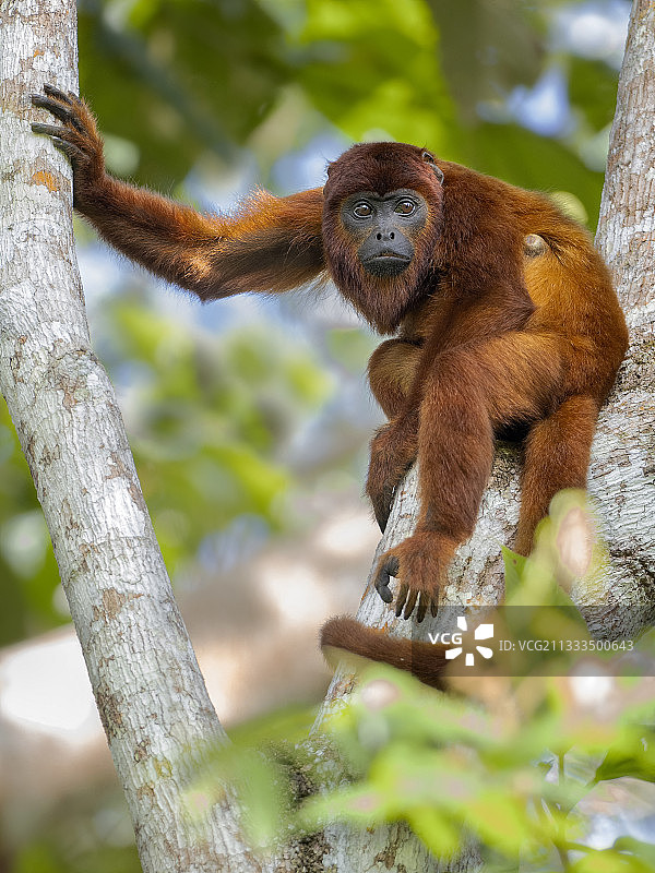 委内瑞拉红吼猴，秘鲁马德雷德迪奥斯图片素材