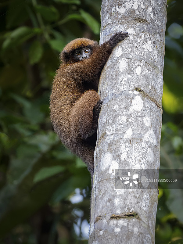 攀爬棕榈树的棕色帝帝猴，马德雷德迪奥斯，秘鲁图片素材