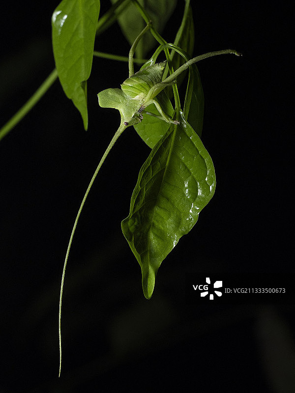 螽斯，秘鲁马德雷德迪奥斯图片素材