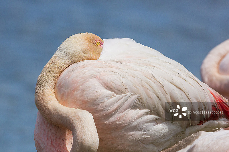 法国卡马格蓬德戈栖息的大红鹳图片素材